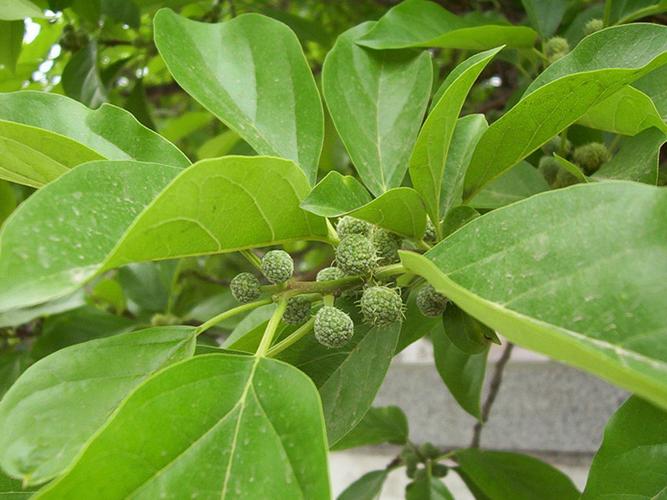 柘樹(shù)種子價(jià)格 柘樹(shù)種子批發(fā) 林木種子銷售圖片_5