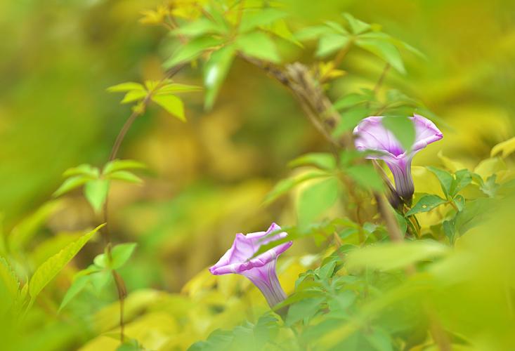唯美牽牛花圖片花卉野花牽?；? />
</span>
<span id=