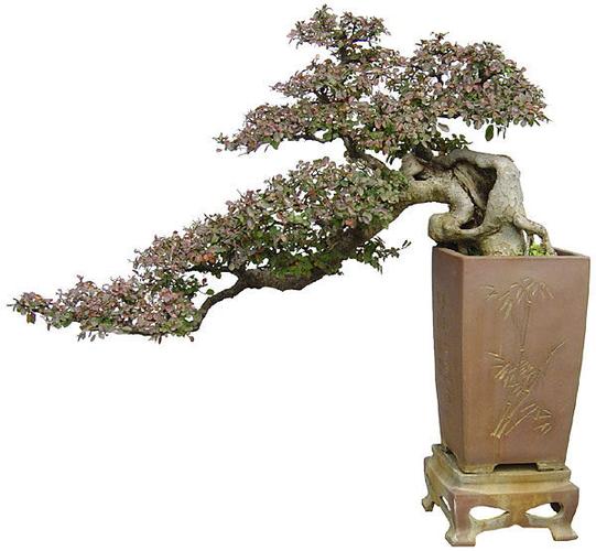 榆樹(shù)盆景