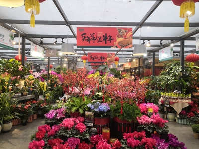 春節(jié)臨近,長(zhǎng)沙花卉銷售升溫了