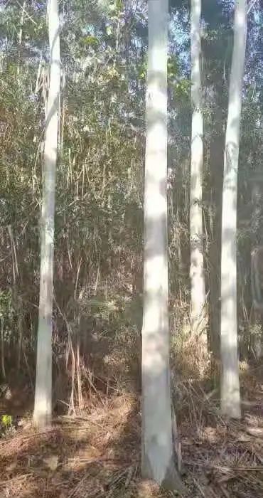 福建省泉州市泉港區(qū)國有筆架山林場林木采伐權(quán)拍賣公告
