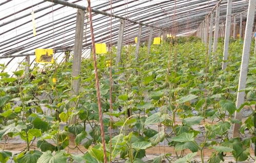 減產(chǎn)的前兆 瓜果蔬菜長勢差,掌握3個補救方法,效果好