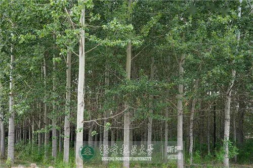 科研動態(tài) 北林大近期科研進(jìn)展掃描