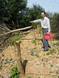 澄邁10農(nóng)戶(hù)7730株林木遭 毒手