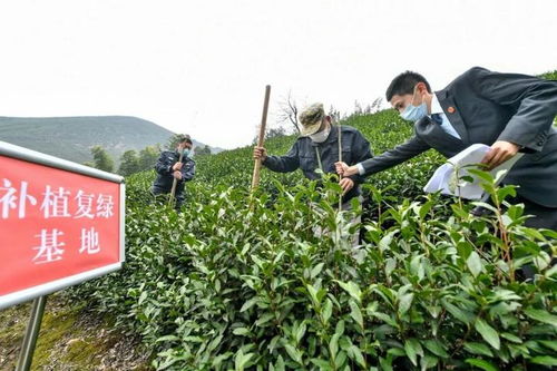 濫伐林木被判3年 他在長(zhǎng)興和平山里補(bǔ)植100多棵樹(shù)