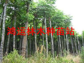 江西九江欒樹 大葉女貞 杜英.無患子,楊梅,楓香,紫薇,重陽木,馬褂木,深山含笑,樸樹 江西九江鴻運(yùn)林木種苗站商鋪公司簡介