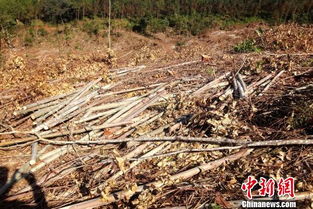 兩兄弟砍伐自家20畝桉樹(shù) 涉特大濫伐林木罪被抓獲