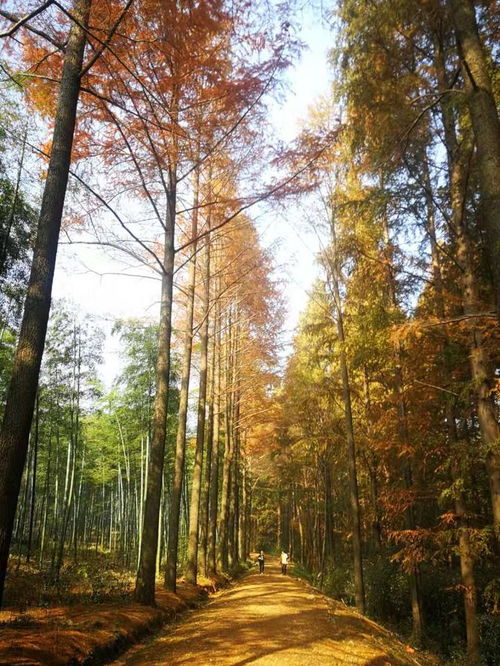 打卡這個(gè)秋天最不能錯(cuò)過的秋景,有人一大早就從諸暨趕來