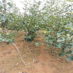 保山甜紅籽山楂苗價(jià)格 采購價(jià)格
