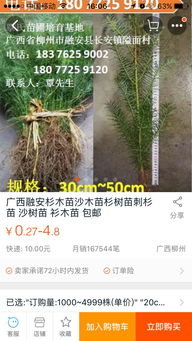 杉木苗杉樹苗苗場直銷18077259120 供應福建漳州云霄漳浦詔安長泰縣